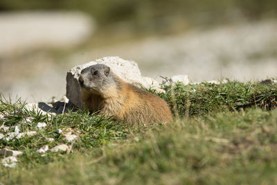 Close-up of groundhog on a field