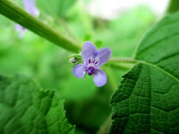 Close-up of purple flowering plant leaves