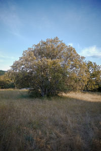 Tree on field against sky