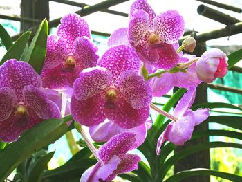Close-up of purple flowers blooming outdoors