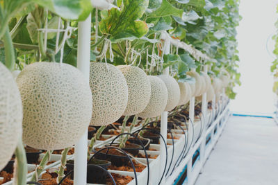 Close-up of potted plants