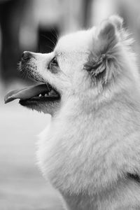Close-up of a dog looking away