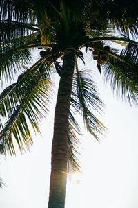 Low angle view of coconut palm tree against clear sky