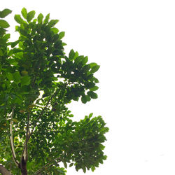 Low angle view of tree against clear sky