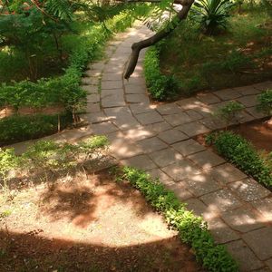 Shadow of tree on grass