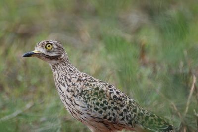 Bird looking away