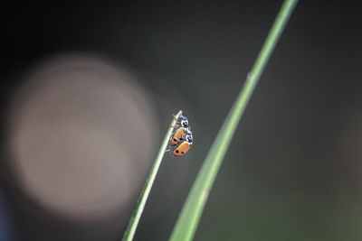 Close-up of ladybug on plant