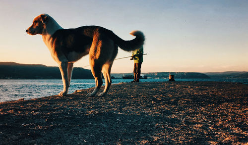 Dog and fisherman standing on coast against sky during sunset