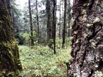 Trees in forest