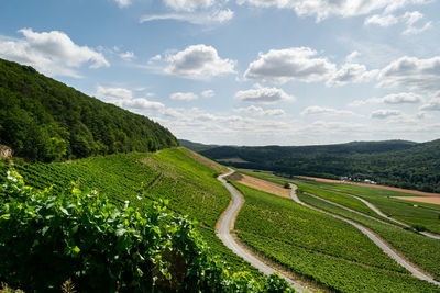 Scenic view of agricultural field against sky