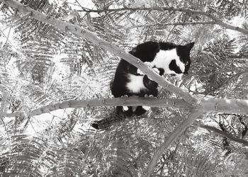 Cat on tree in winter