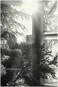 Sun shining through trees
