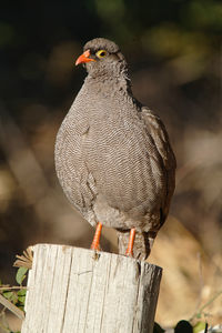 Red-billed spurfowl on wooden post