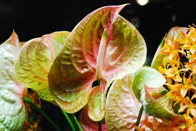 Close-up of flowering plant