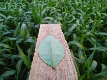 Close-up of paper plant on field