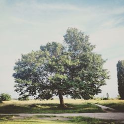 Tree on field against sky