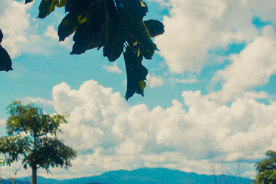 Low angle view of flowering plant against sky