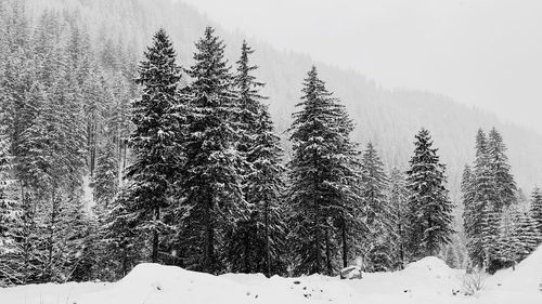 Pine trees on snow covered land