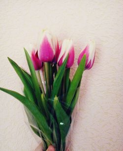 Close-up of pink flowers