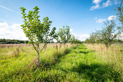 Scenic view of fruit trees against sky