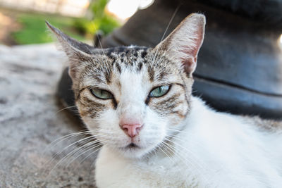 Close-up portrait of tabby cat