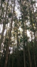 Low angle view of bamboo trees in forest