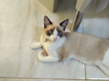 Portrait of cat sitting