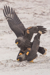 Close-up of bird flying