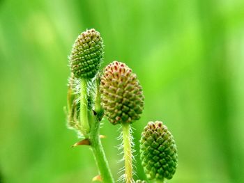 Close-up of green plant