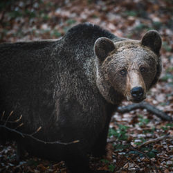 Close-up portrait of bear in forest