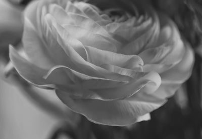 Close-up of rose flower