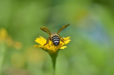 Close-up of insect on yellow flower