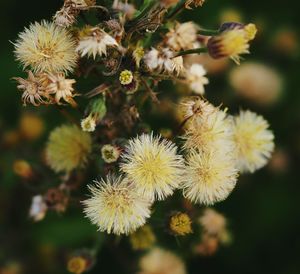 Close-up of flowers