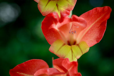 Close-up of red flower