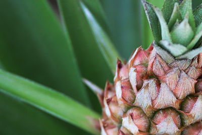 Side view top view of a young pineapple with leaves