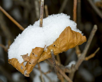 Close-up of frozen leaf during winter