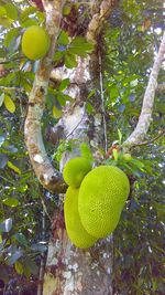 Close-up of fruits on tree