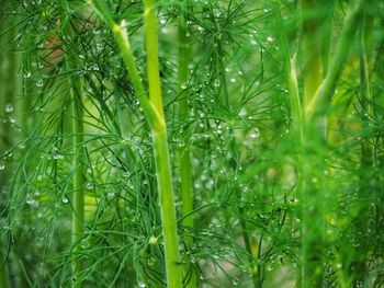 Full frame shot of raindrops on plants