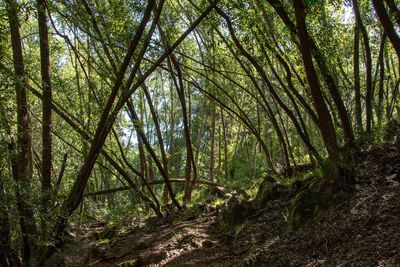 Trees growing in forest