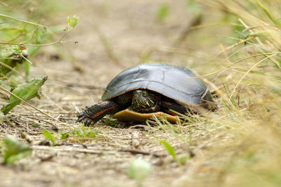 Painted turtle walking on a path toward camera