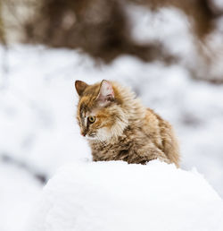 A cute, fluffy tricolor cat in the snow in winter