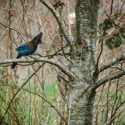 Bird perching on bare tree