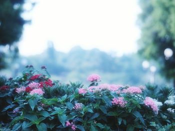 Close-up of pink flowering plants