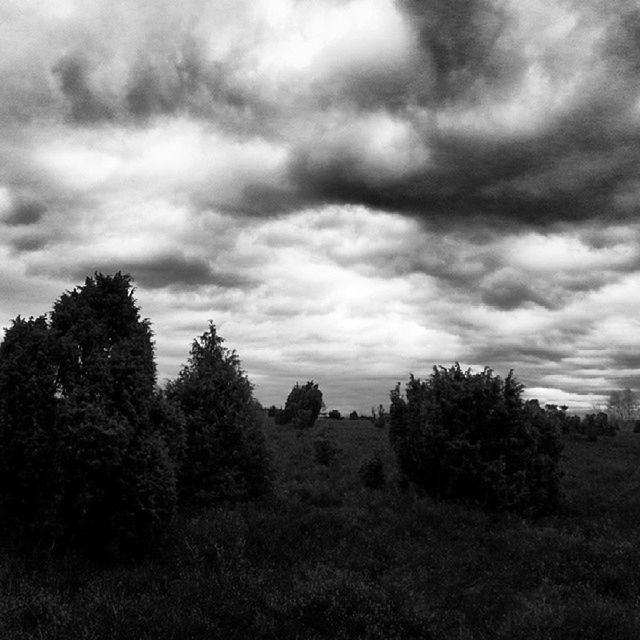 sky, cloud - sky, tree, cloudy, tranquil scene, tranquility, landscape, scenics, beauty in nature, nature, overcast, weather, cloud, field, growth, non-urban scene, storm cloud, idyllic, outdoors, day