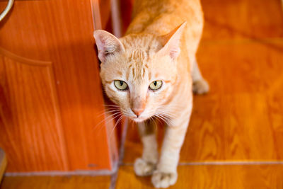 Close-up portrait of a cat