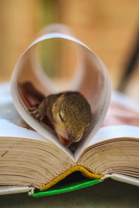 Close-up of an animal on table