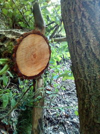 Close-up of tree trunk in forest