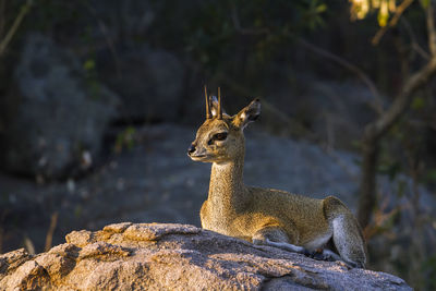 Deer sitting on rock