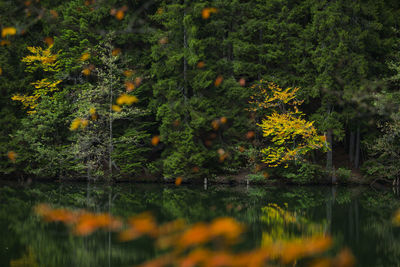 Scenic view of lake by trees in forest