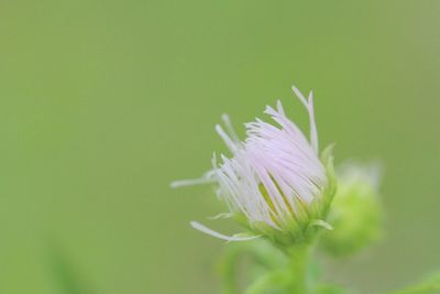 Close-up of pink flowers